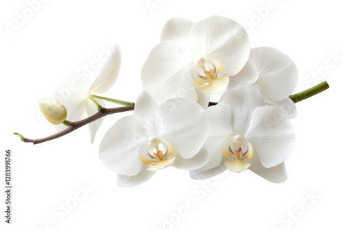 White Orchids Blooming on a Stem with Transparent Petals, a Delicate Display of Nature's Beauty