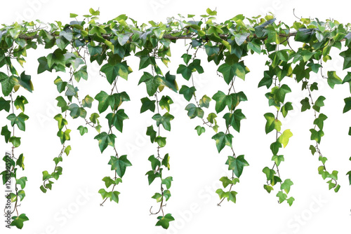 Green Ivy Vines Hanging, Transparent Background, Perfect for Overlays and Compositing