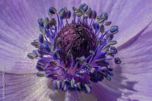 Makroaufnahme einer leuchtend violett-blauen Anemone-Blüte mit detailreicher Blütenmitte