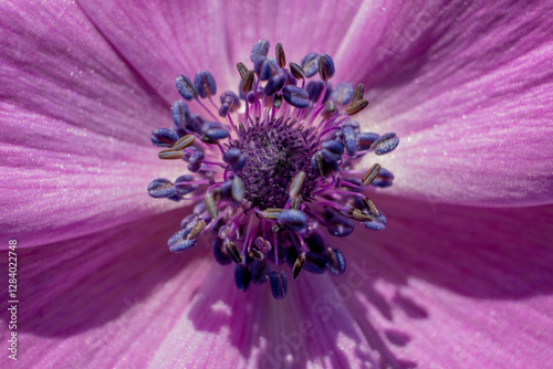Makroaufnahme einer leuchtend violetten Anemone-Blüte mit detailreicher Blütenmitte