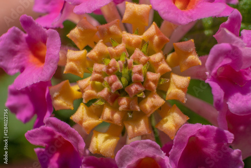 Makroaufnahme einer gelben Wandelröschen-Blüte (Lantana camara) mit detailreicher Blütenmitte