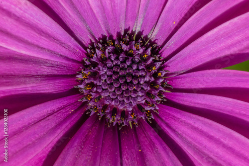 Makroaufnahme einer leuchtend violetten Blüte mit detailreicher Blütenmitte, Kapkörbchen, auch Kapmargeriten oder Paternosterstrauch (Osteospermum)