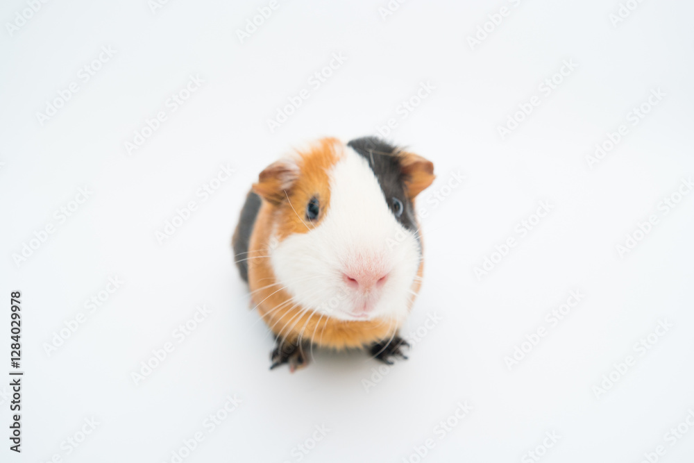 funny guinea pig on white background