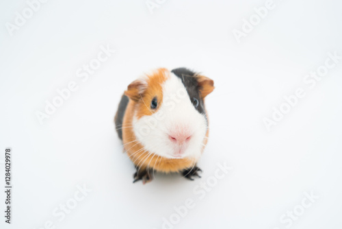 Obraz na płótnie funny guinea pig on white background w salonie