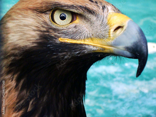 close-up head of an eagle bird, bald eagle falcon, bird in the zoo, large beak eyes feathers
