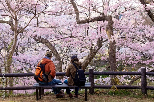Wallpaper Mural A couple on a wood bench enjoy Hanami (a leisure activity of admiring cherry blossoms in spring) and the panoramic view of Sakura trees on the hillside, in Takato Castle Ruins Park, Ina, Nagano, Japan Torontodigital.ca