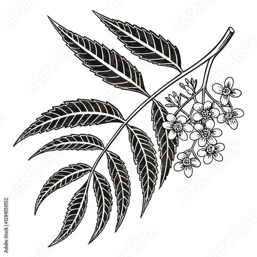 Neem leaf flower sketch line art vector silhouette design