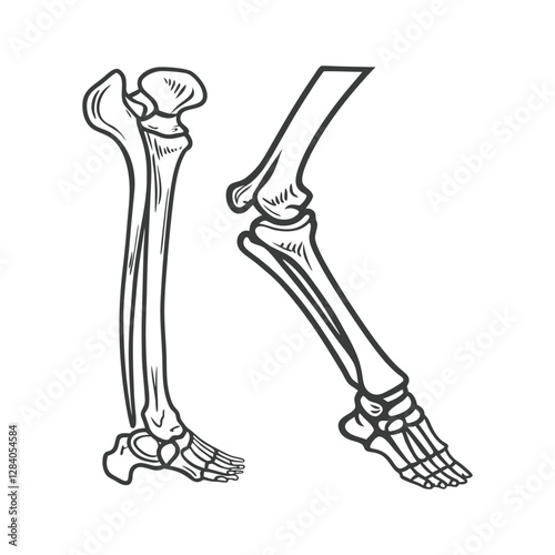 vector illustration of a human foot bony skeleton vector silhouette line art design
