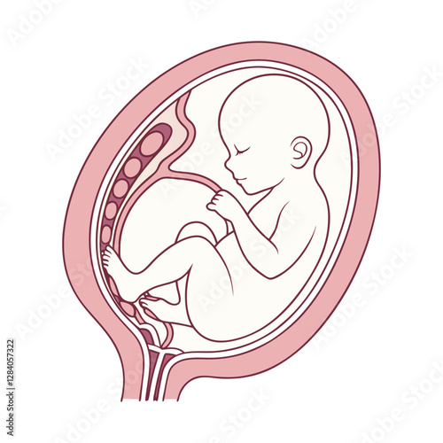Mother and baby Fetal position in the womb for scientific explanation illustration art design