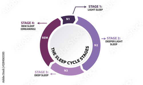 5 steps sleep cyrcle stages vector
