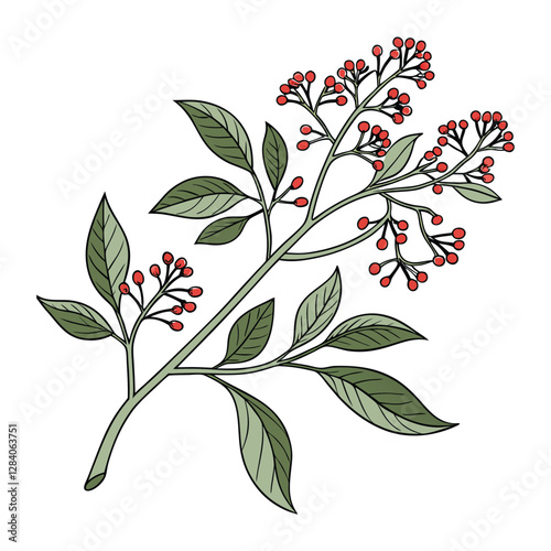 Sandalwood flower leaf  plant drawn iconic vector illustration art
