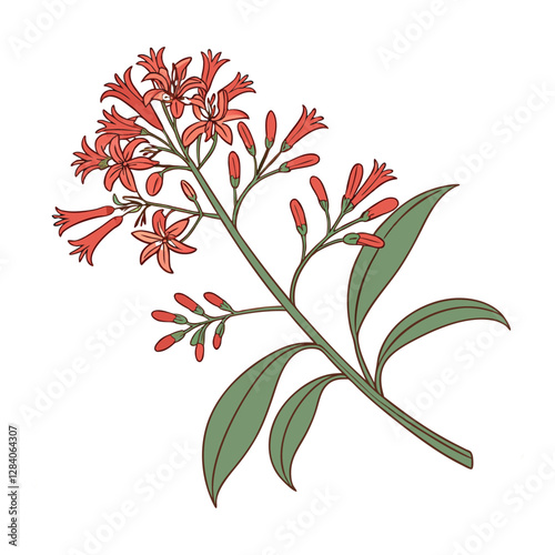 Sandalwood flower vector illustration design with white background