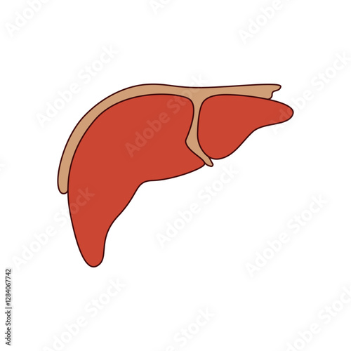 hepar illustration