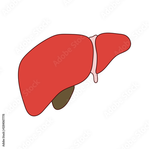 hepar illustration