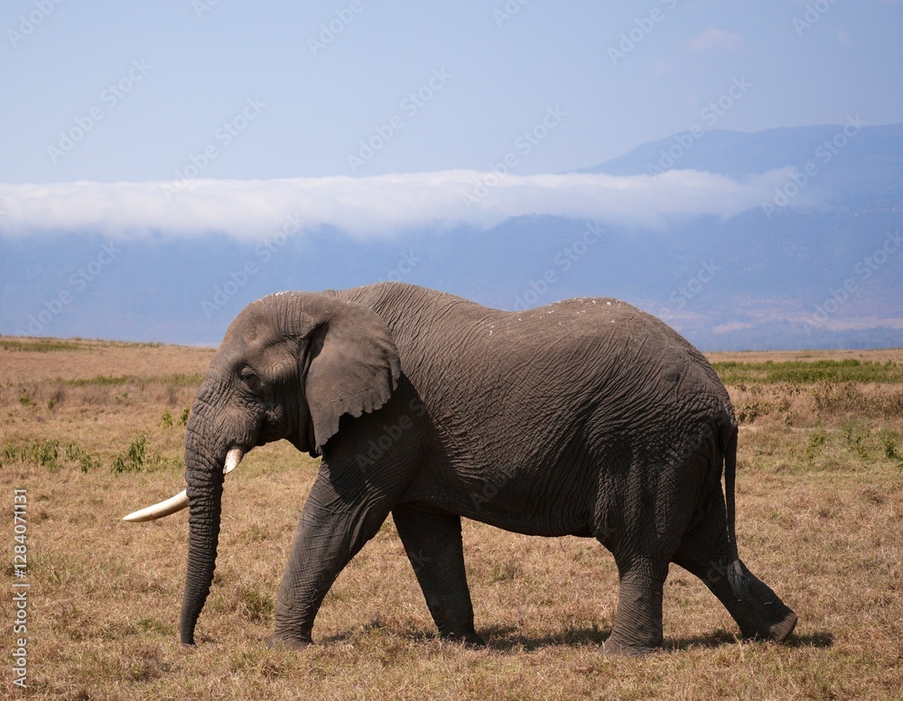 Obraz premium Elefantenbulle im Ngorongoro-Krater (Tansania)