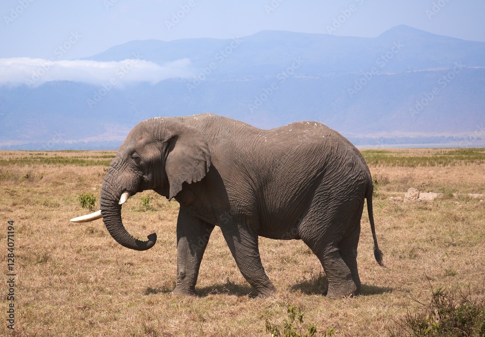 Obraz premium Elefantenbulle im Ngorongoro-Krater (Tansania)