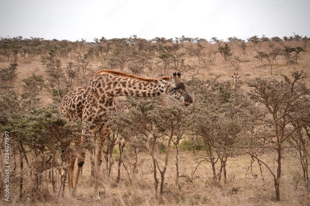 Obraz premium Giraffe im Ngorongoro-Schutzgebiet (Tansania)