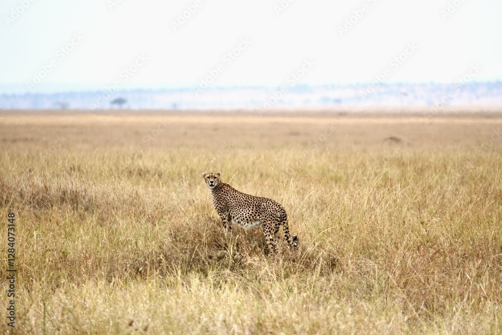Schwangere Gepardin auf einem Termitenhügel im Serengeti-Nationalpark (Tansania) Schwangere Gepardin auf einem Termitenhügel im Serengeti-Nationalpark (Tansania)