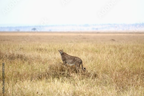 Schwangere Gepardin auf einem Termitenhügel im Serengeti-Nationalpark (Tansania) photo