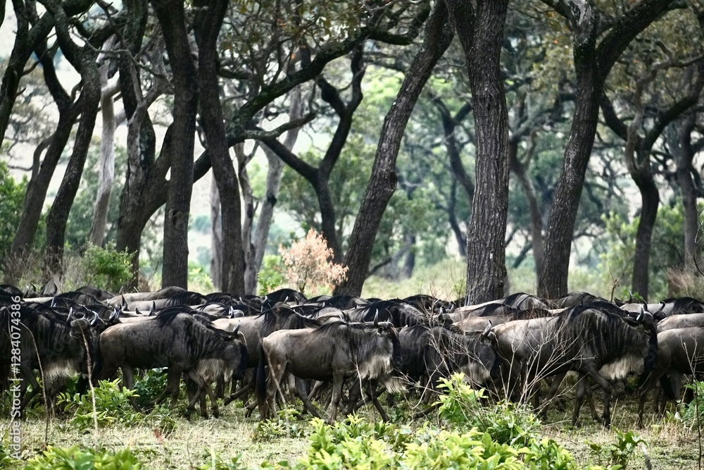 Gnu-Herde der Gnu-Herde der