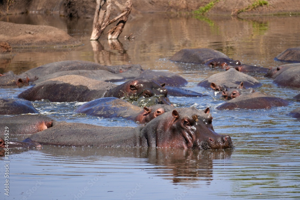 Flusspferde in einem Wasserloch im Serengeti-Nationalpark (Tansania) Flusspferde in einem Wasserloch im Serengeti-Nationalpark (Tansania)