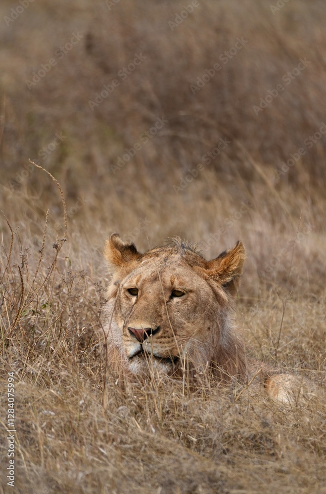 Junger männlicher Löwe im Serengeti-Nationalpark (Tansania) Junger männlicher Löwe im Serengeti-Nationalpark (Tansania)