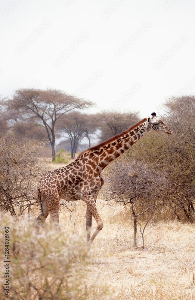 Obraz premium Giraffe im Tarangire-Nationalpark (Tansania)