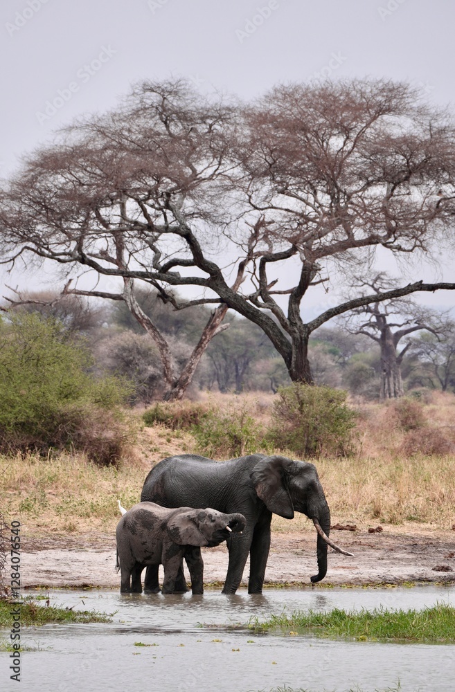 Fototapeta premium Elefanten trinken und spielen an einem großen Wasserloch im Tarangire-Nationalpark (Tansania)