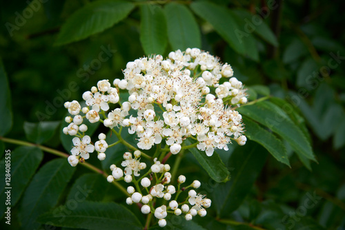 Rowan plant booms (sorbus aucuparia) blooms - shown on overcast day in central Alaska
