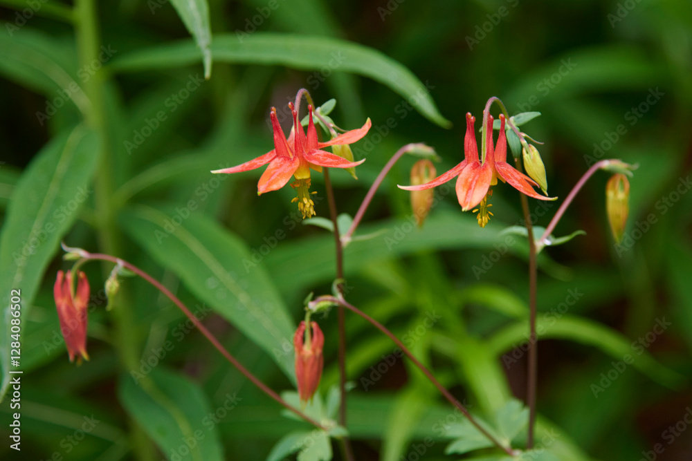 Western Columbine (Aquilegia Formosa) blooms in Central Alaska in midsummer Western Columbine (Aquilegia Formosa) blooms in Central Alaska in midsummer
