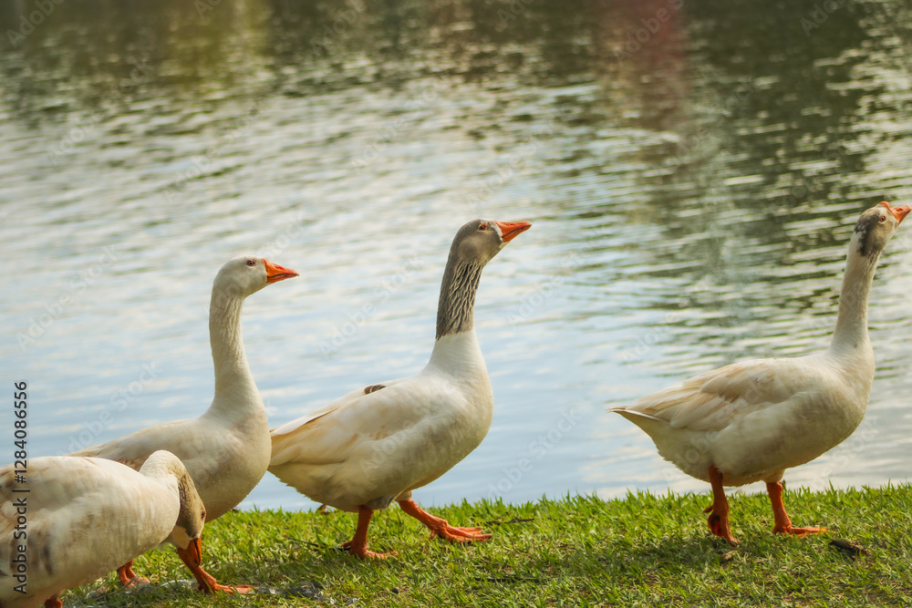 Obraz premium Ganso, pato, duck