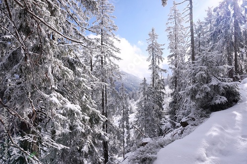 Snow covered trees