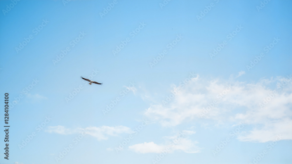 Lone bird soaring against blue sky, freedom and solitude Lone bird soaring against blue sky, freedom and solitude