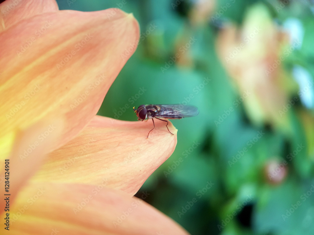 Obraz premium fly on a leaf