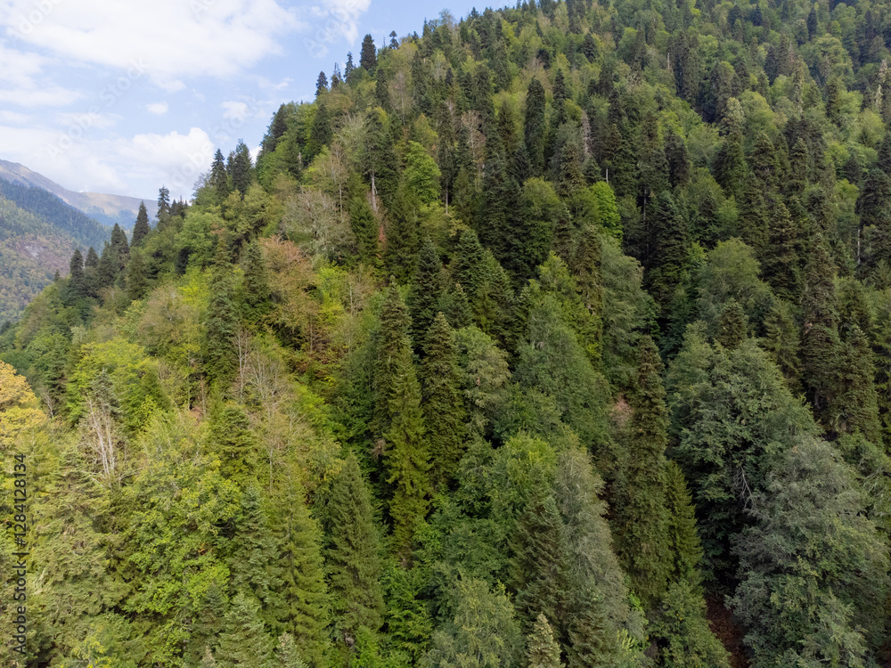 Scenic view of the forest in the mountains against the sky from a bird's-eye view Scenic view of the forest in the mountains against the sky from a bird's-eye view
