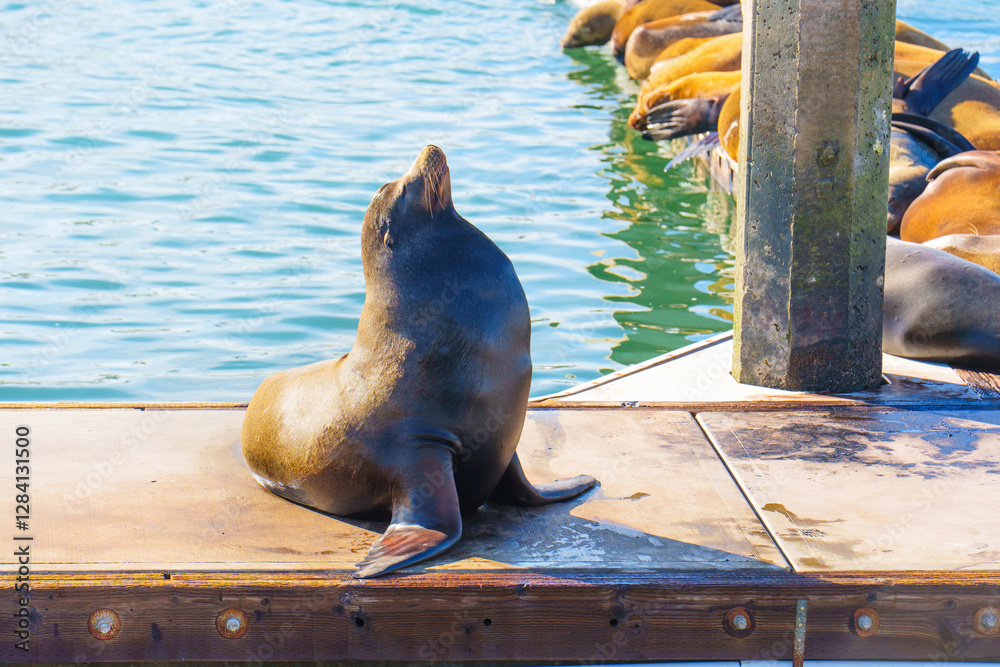 Fototapeta premium California Sea Lion Stretching on a Dock in Oceanside, CA