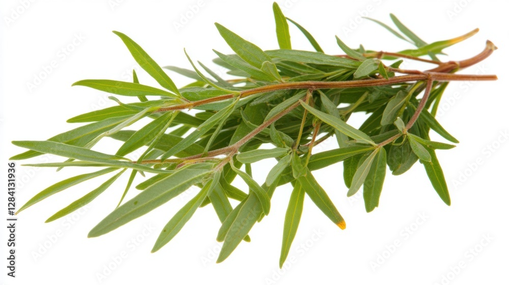 Sprig of Fresh Green Tarragon Herb with Elongated Leaves on White Background Sprig of Fresh Green Tarragon Herb with Elongated Leaves on White Background