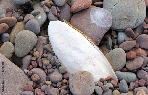 Closeup of a Cuttlefish bone among pebbles, Somerset, England
