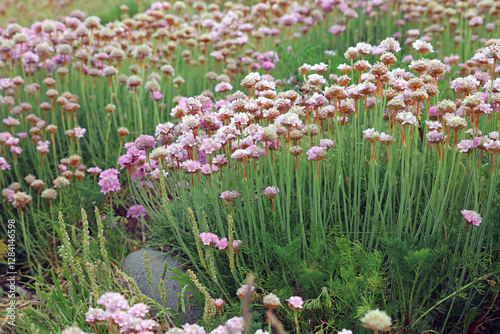 Closeup of a large patch of Thrift, Somerset, England
