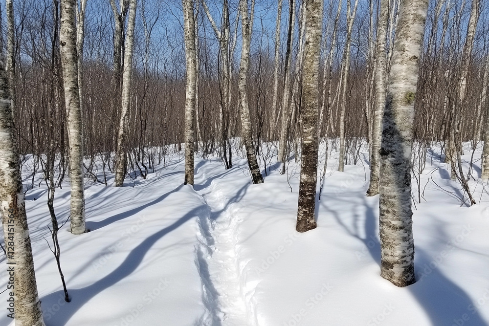 Snowy forest trail with narrow path weaving through trees on a bright winter day Snowy forest trail with narrow path weaving through trees on a bright winter day