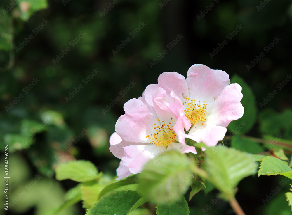 Closeup of two Dog Rose blooms, Somerset, England
Closeup of two Dog Rose blooms, Somerset, England