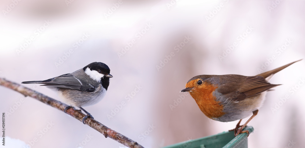 Fototapeta premium Black-headed Tit and Robin against a blurred snowy background