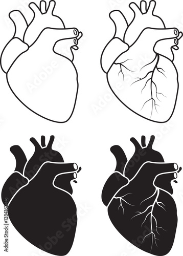 Anatomical heart shape vector illustration.