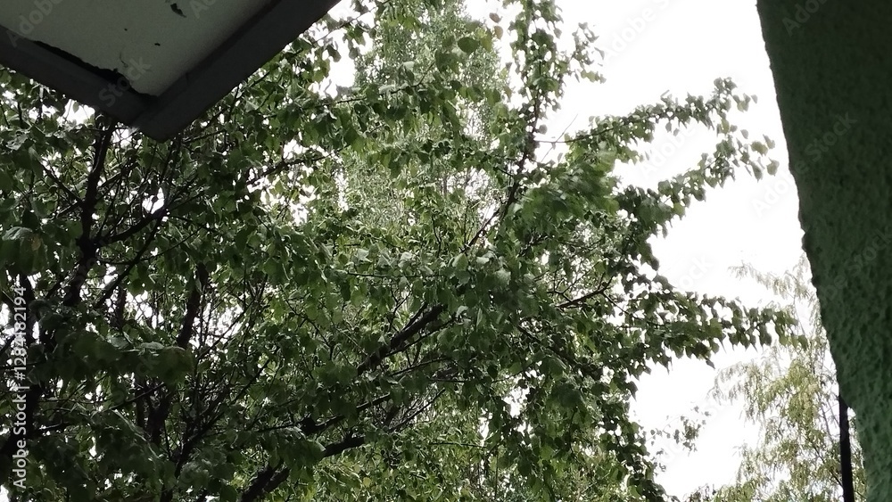 Rain Rain