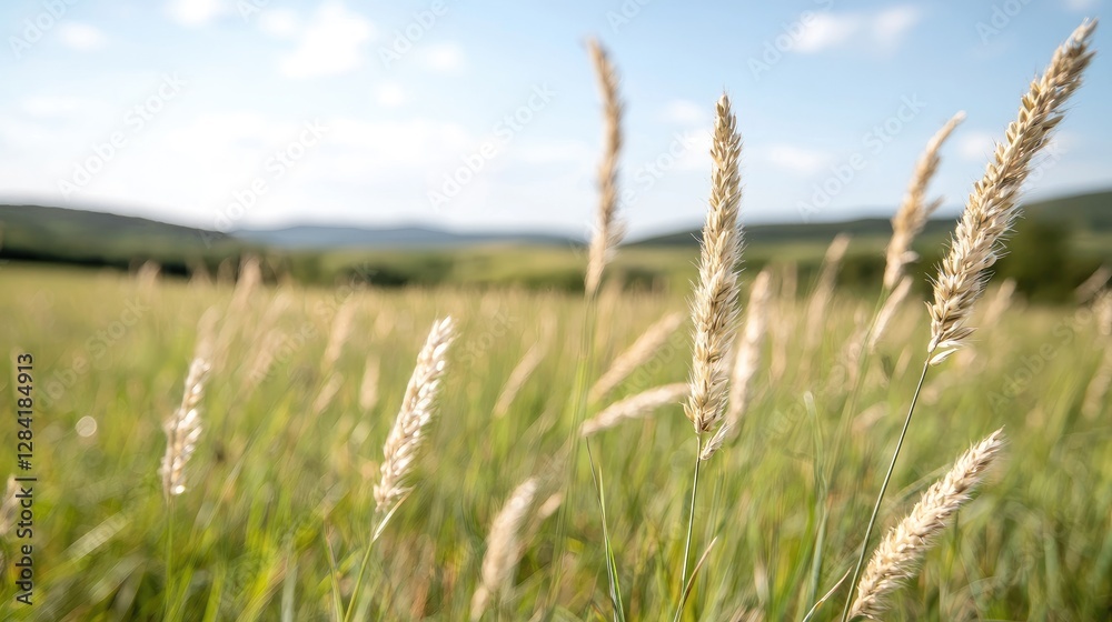 Meadow grass field summer day, scenic view, nature background Meadow grass field summer day, scenic view, nature background