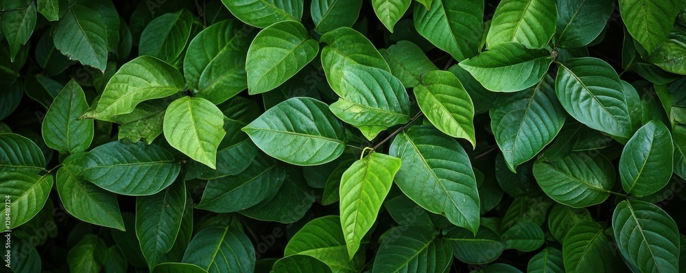 Lush green leaves background with dense foliage