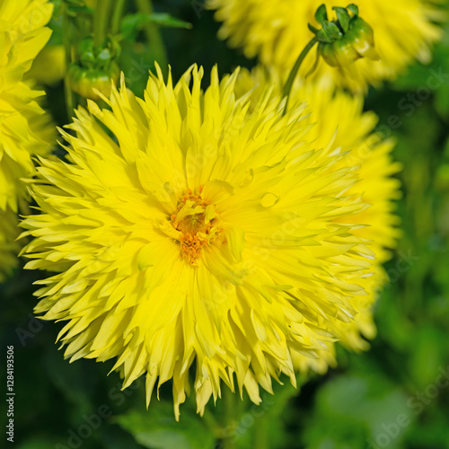  Dahlienblüten in gelb in einer Nahaufnahme