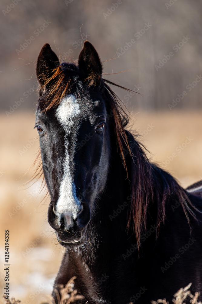 Beautifull black horse at a Wisconsin farm Beautifull black horse at a Wisconsin farm