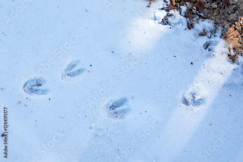 White-tailed deer tracks after a Wisconsin snow storm in February