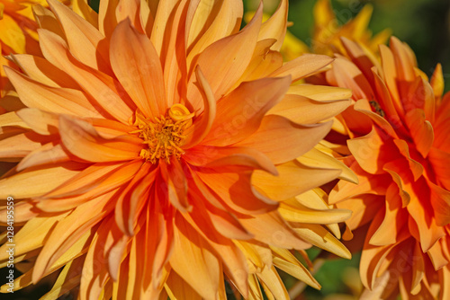  Dahlienblüten in orange in einer Nahaufnahme